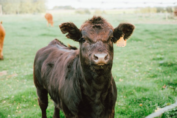 Vache limousin qui regarde face à la caméra dans un champs