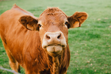 Vache limousin qui regarde face à la caméra dans un champs