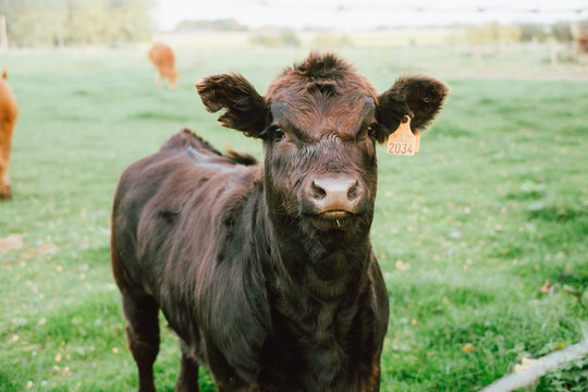 Vache limousin qui regarde face &agrave; la cam&eacute;ra dans un champs