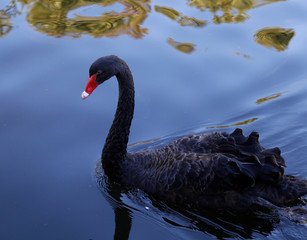 Naklejka premium Black swan on the lake