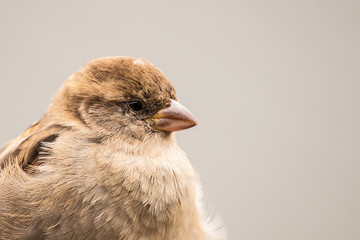 Common house sparrow bird female perched on tree branch. Isolated background. Close up wild animals.