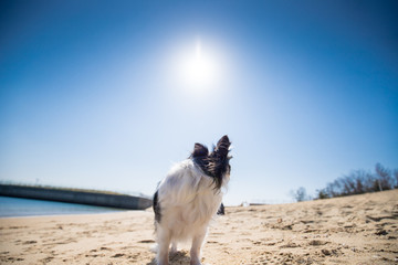 夏の海の砂浜にいる可愛いチワワ