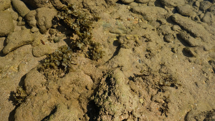 Stone reef beside beach with seaweed under the sea water.