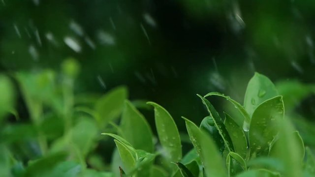 leaf bush branch under heavy rainny day