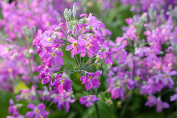 京都ぶらり、春の花、水仙、沈丁花、桜草