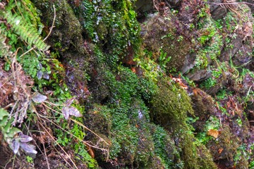 Moss in mountain