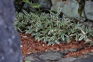 京都ぶらり、春の花、水仙、沈丁花、桜草
