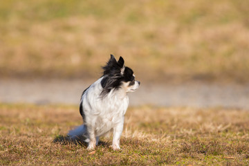 公園にいる可愛いチワワ