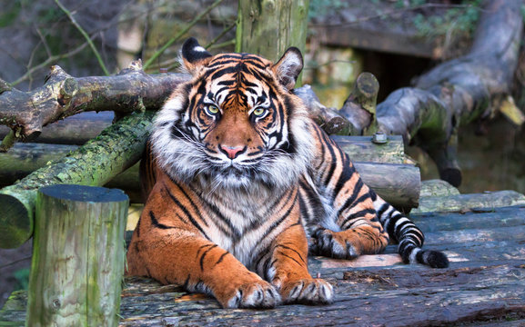 A Sumatran tiger (Panthera tigris sumatrae) relaxes on the rocky ground.