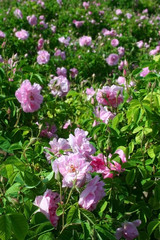 Rose field in ısparta, turkey