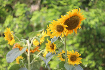 Sunflower