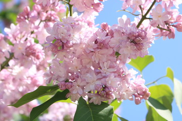 pink flowers in spring,  lilac
