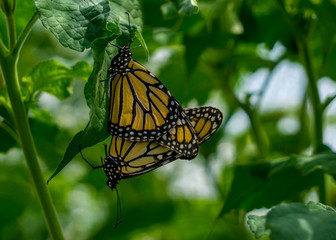 butterflies mating