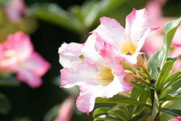 pink Adenium obesum in the garden