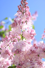 pink flowers in spring,  lilac