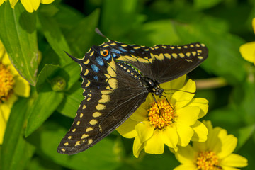 butterfly on a flower