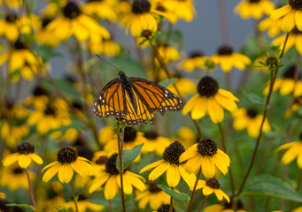 butterfly on a flower