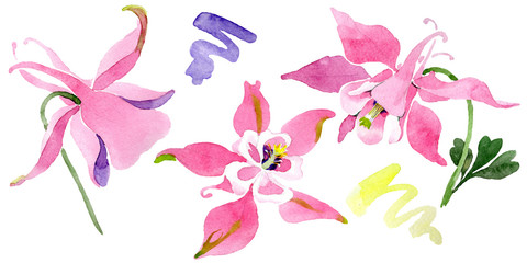 Fototapeta na wymiar Red aquilegia floral botanical flower. Watercolor background illustration set. Isolated aquilegia illustration element.