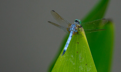 dragonfly on blade of grass