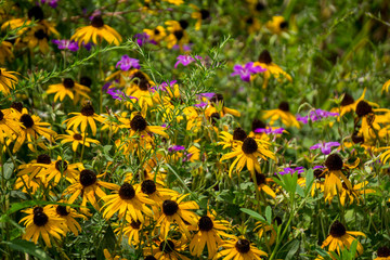field of yellow flowers