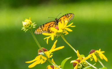 butterfly on a flower