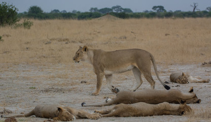 Fototapeta na wymiar Löwin in der Savanne vom in Zimbabwe, Südafrika 