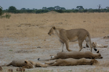 Löwin in der Savanne vom in Zimbabwe, Südafrika	