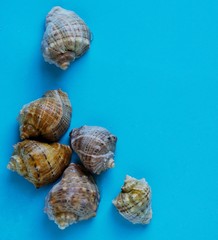 A variety of sea and river shells on a bright blue background, beach, vacation and sea