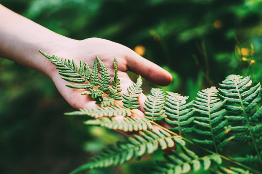 Young Girl Touching Holding Fern Leaf In Summer Park Forest. Close Up Of Female Hand. Concept Of Nature, Environment Care