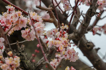 京都ぶらり、花曇りの中、梅満開