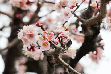 京都ぶらり、花曇りの中、梅満開