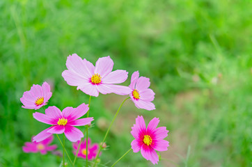 pink cosmos flower