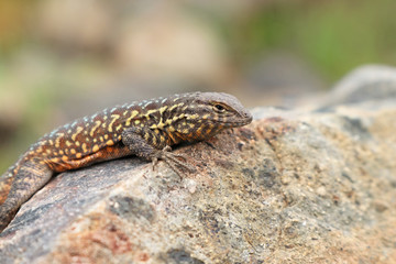 Side-blotched Lizard (Uta stansburiana)