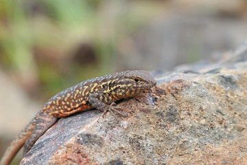 Side-blotched Lizard (Uta stansburiana)