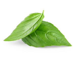 Two leaf of basil