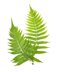 Top view of Fern on white background © Kompor