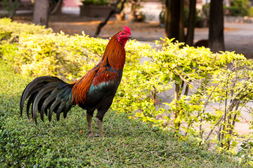 Beautiful cock standing on green bush