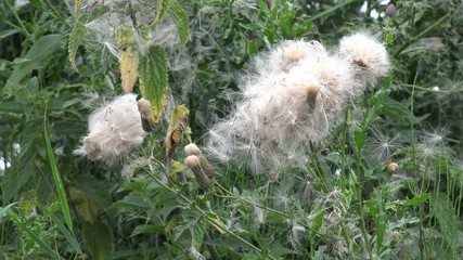 faded thistle in the nature