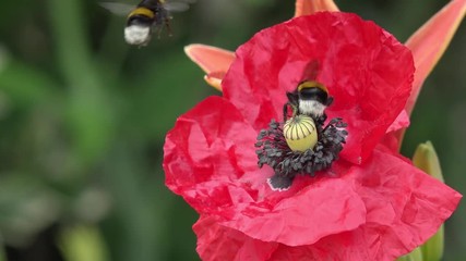 bumblebee on red poppy in the nature