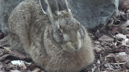 European hare sitting in front of stone in the nature