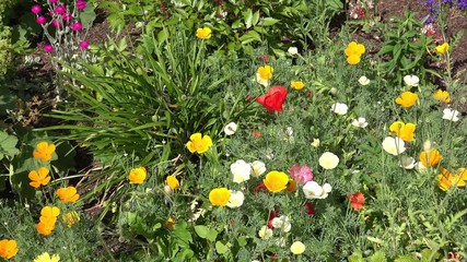 summer flowers in the nature