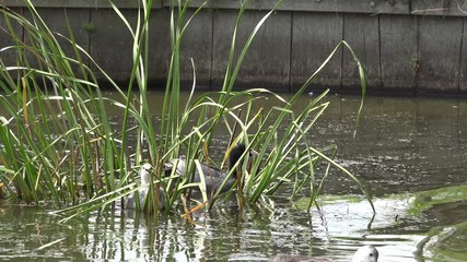 coot and small coot protected in the grass