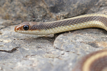 Fototapeta premium Coast Patch-nosed Snake (Salvadora hexalepis virgultea)
