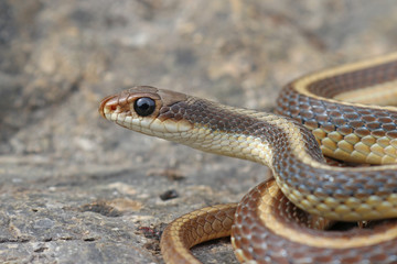 Coast Patch-nosed Snake (Salvadora hexalepis virgultea)