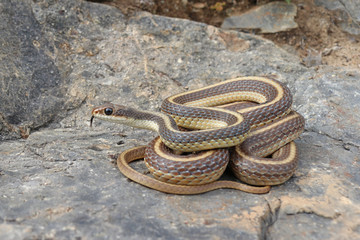 Coast Patch-nosed Snake (Salvadora hexalepis virgultea)