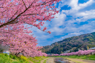 河津桜　静岡県賀茂郡南伊豆町　みなみの桜と菜の花まつり