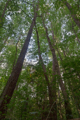 Redwoods Forest dog park - Rotorua, New Zealand