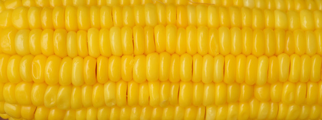 Fresh sweet corn seed for background