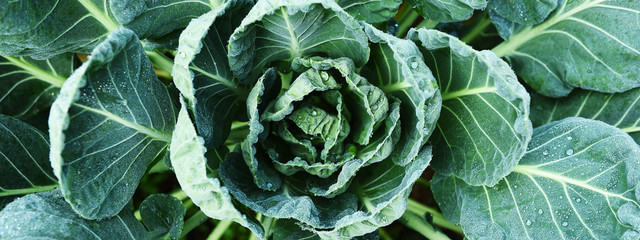 Growing organic vegetable farms for background