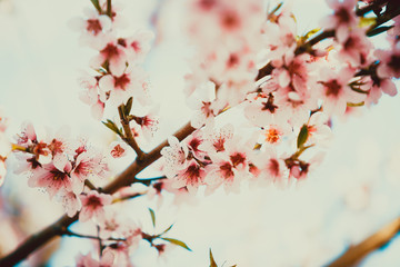Beautiful blooming peach trees in spring on a Sunny day. Soft focus, natural blur